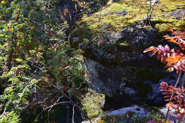 Ripe red bunches of mountain ash among the gray bizarre rocks of the Kamenny Gorod tract (Gremyachinsky district, Perm Territory)