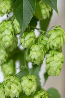 beyaz arkaplanda hoplama, , , 