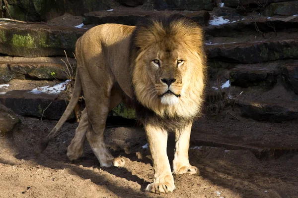 Le roi lion Images De Stock Libres De Droits