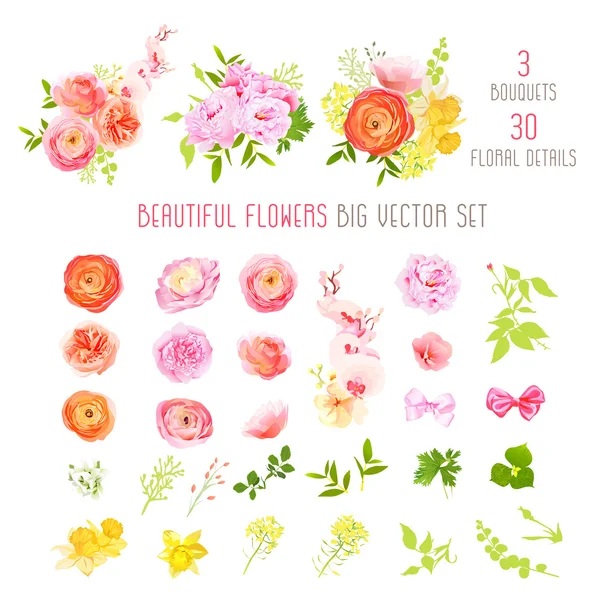 Ranunculus, ros, pion, narcisser, orkidé blommor och decorativ — Stock vektor