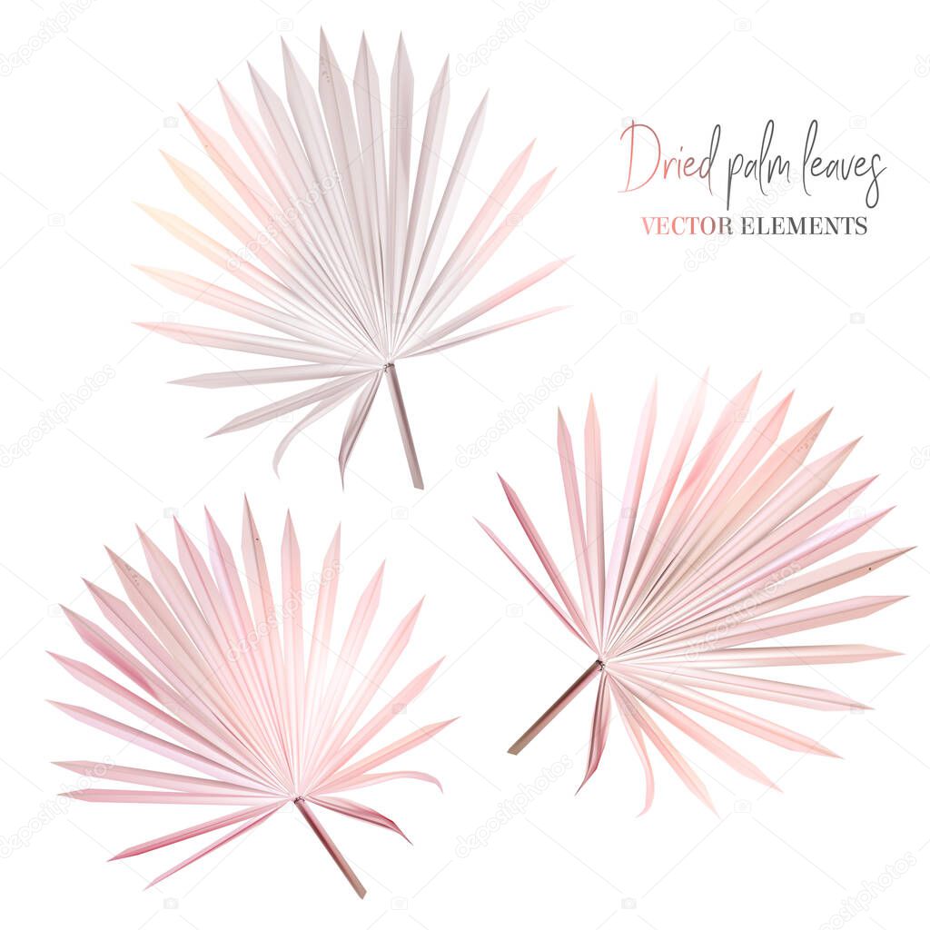 Trendy dried tropical vector leaves set