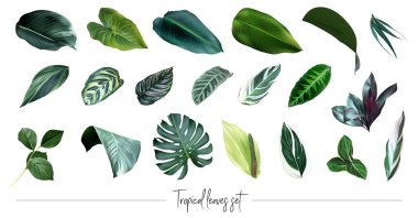 Tropik yapraklar vektör büyük koleksiyonu