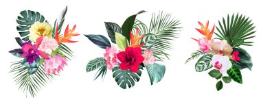 Egzotik tropik çiçekler, orkide, strelitzia, hibiscus, protea, anthurium, palmiye