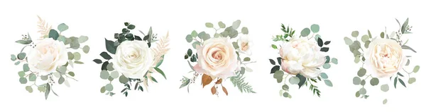 Eucalyptus et roses blanches, bouquets de design vectoriel ranunculus — Image vectorielle