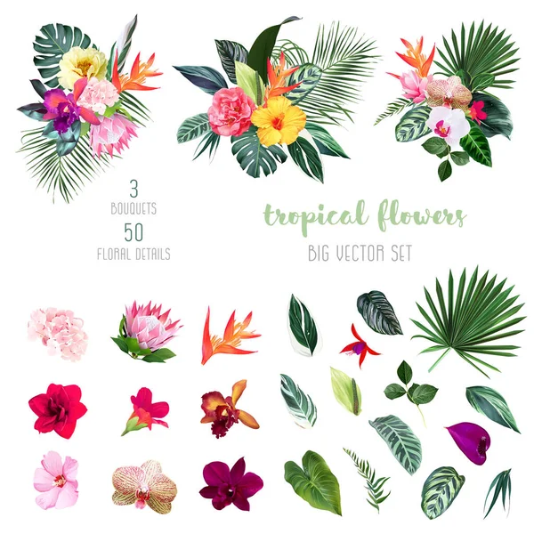 Exotische tropische Blumen, Orchidee, Strelitzie, Hibiskus, Protea, Anthurium, Palme, Monstera — Stockvektor