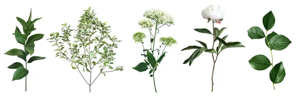 Meng van kruiden en planten vector grote collectie. Schattig rustiek bruiloft groen — Stockvector