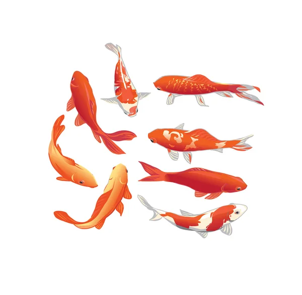 Koi poissons éléments vectoriels de conception — Image vectorielle