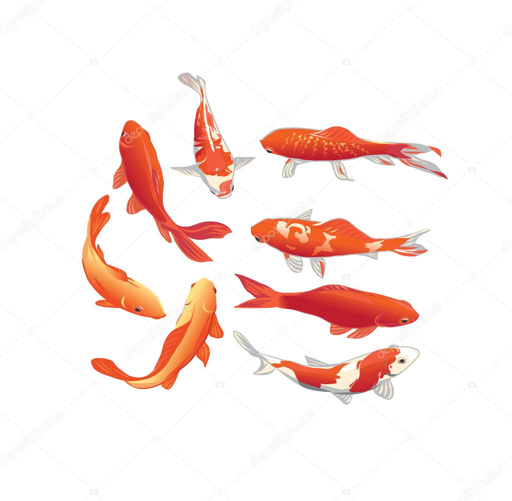 Koi fishes vector design elements