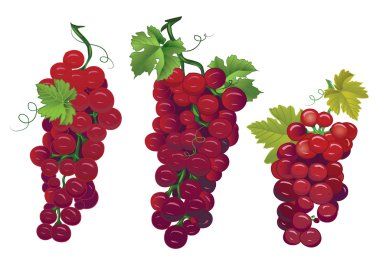 Kırmızı üzüm tasarım vektör öğeleri 