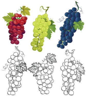 Üzüm tasarım vektör öğeleri 