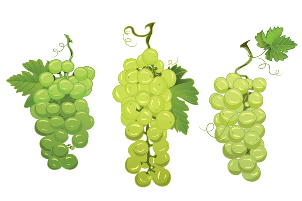 Green grapes design vector elements — Stock Vector