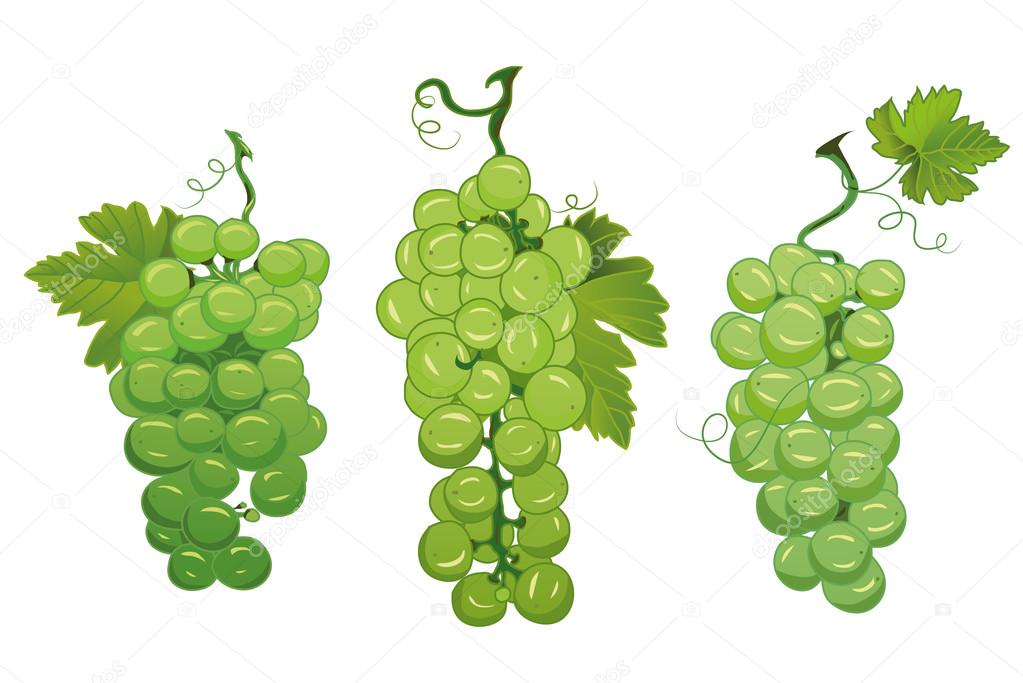 Green grapes design vector elements 