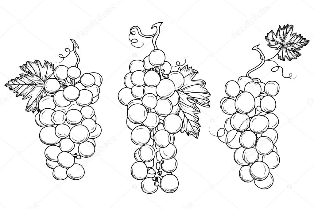 Wine growing contour design elements 