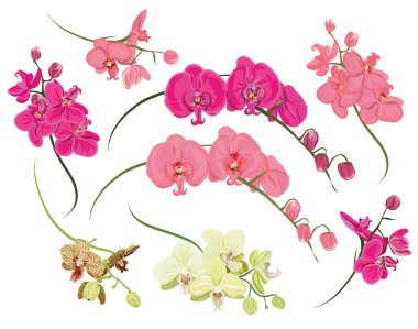 Orkide tasarım öğeleri
