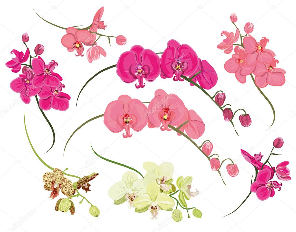 Orchid design elements