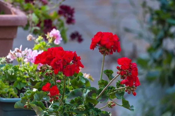 Primo piano di geranio in un giardino — Foto Stock