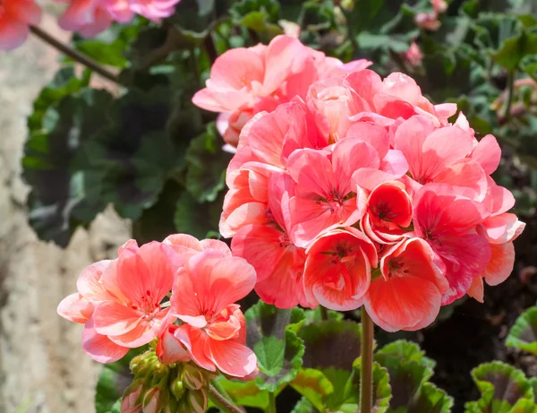 Zbliżenie, geranium w ogrodzie — Zdjęcie stockowe