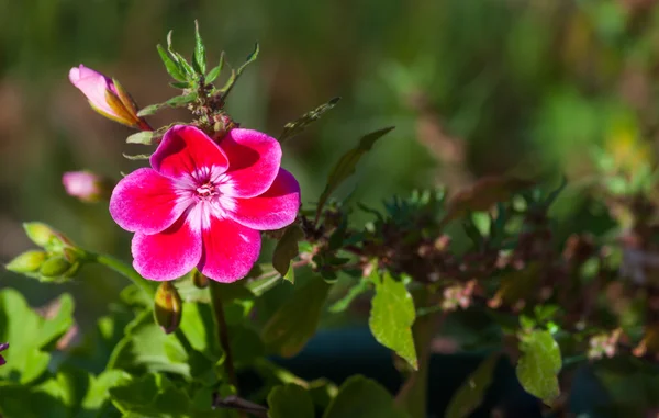 Gros plan de petites fleurs — Photo