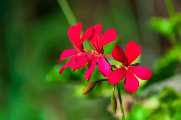 A kis virág Polárszűrő — Stock Fotó