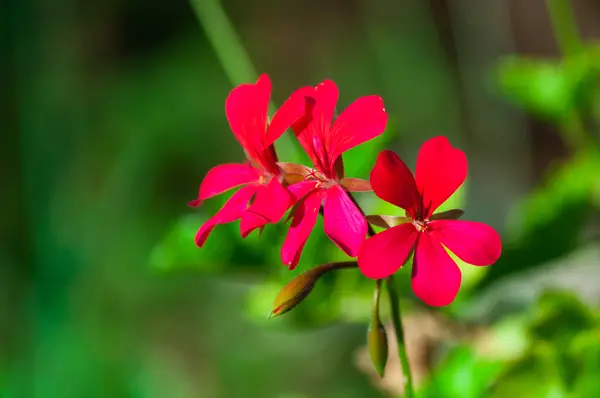 Primo piano di piccoli fiori — Foto Stock