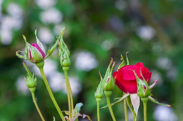 Маленькая роза в саду — стоковое фото