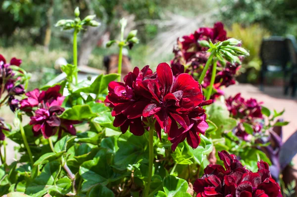 Närbild av geranium i en trädgård — Stockfoto