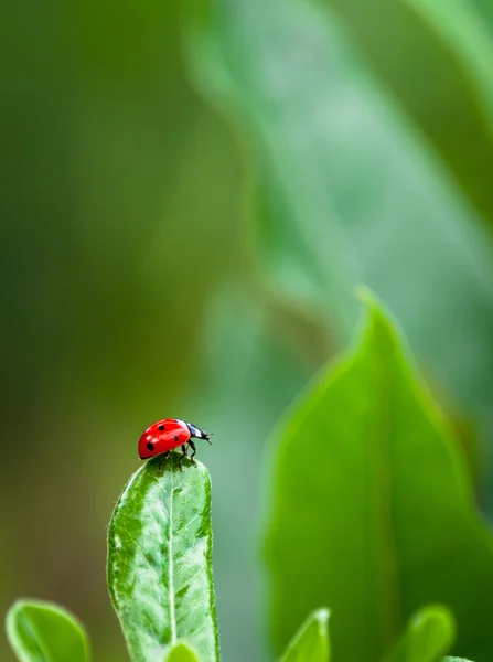 Mariquita en una hoja —  Fotos de Stock