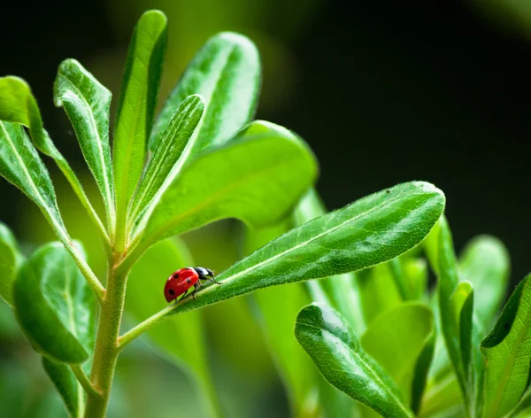 Mariquita en una hoja — Foto de Stock