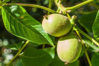 Taze ceviz ağacı üzerinde