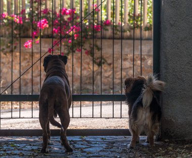 Alman boksör köpek ve Melez köpek