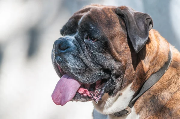 Portret van mooie Duits bokser hond — Stockfoto