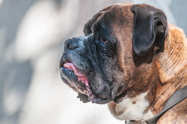 Retrato de bonito perro boxeador alemán — Foto de Stock