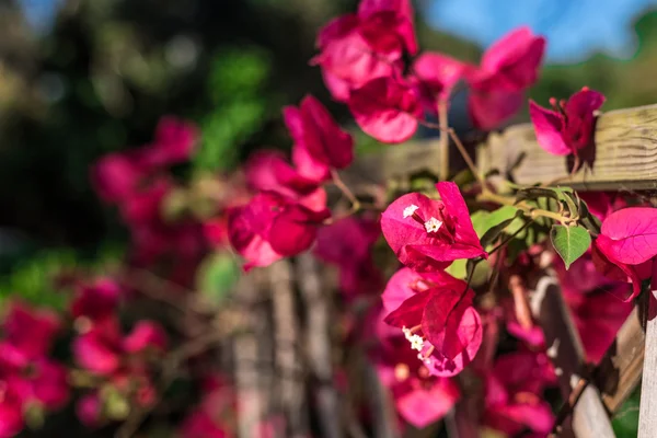 Крупный план буганвилльских цветов в саду — стоковое фото