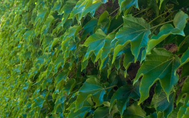 Yeşil sarmaşık duvar