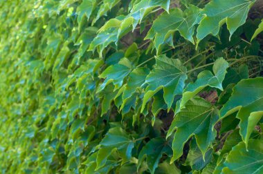 Yeşil sarmaşık duvar