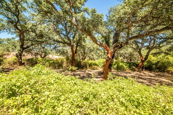 mantar ağaçları ormanı