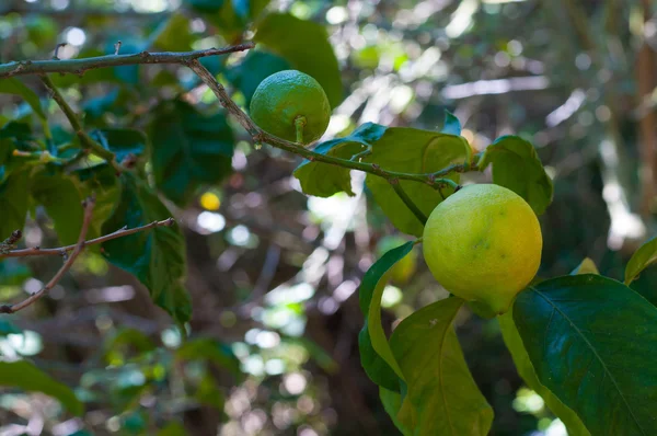 Omogna citron på trädet — Stockfoto