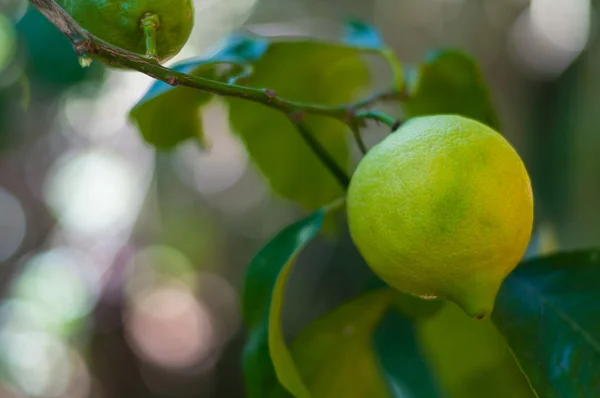 Omogna citron på trädet — Stockfoto