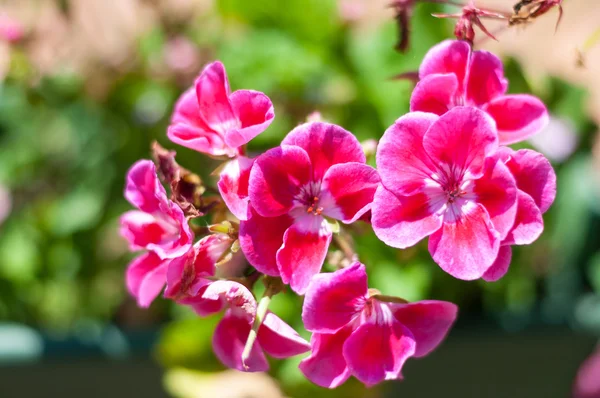 Fiore rosa — Foto Stock