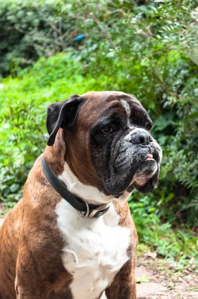 Portrait of nice german boxer dog — Stock Photo, Image