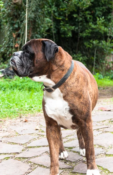 Portrait of nice german boxer dog — Stock Photo, Image