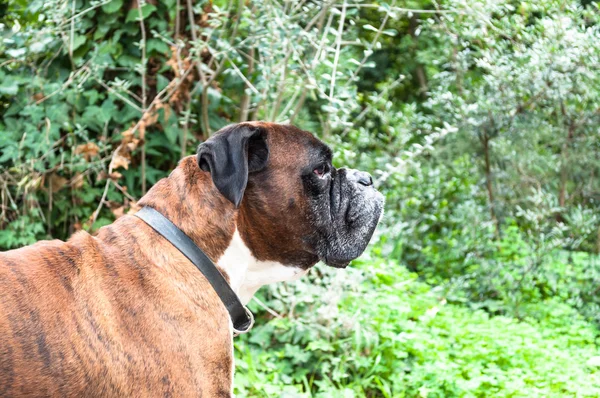 Porträt eines netten deutschen Boxerhundes — Stockfoto