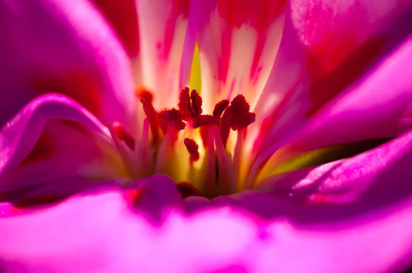 Makro einer kleinen Blume — Stockfoto