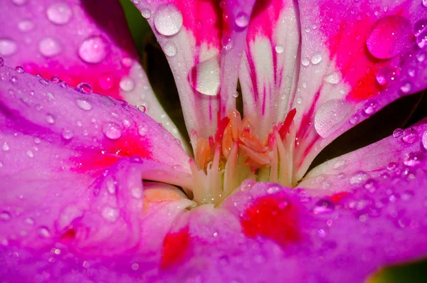 Macro de uma pequena flor — Fotografia de Stock
