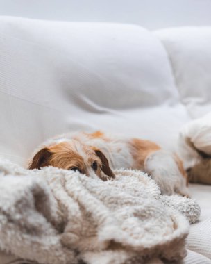 Yaşlı köpek battaniyeyle kanepede yatıyor.
