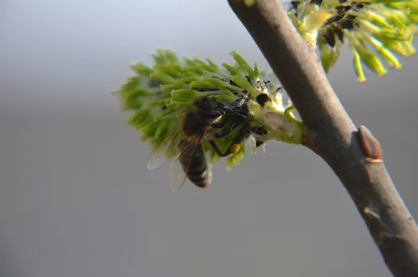 직장에서 꿀벌입니다. 벌집에 꿀벌입니다. 꿀벌 — 스톡 사진