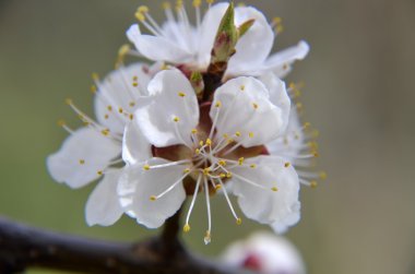 güzel kayısı ağacı üzerinde mavi gökyüzü çiçek açmış.