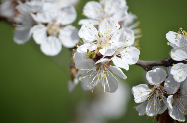 Bahar çiçeği. Kayısı çiçek closeup Beyaz ahşap zemin üzerinde
