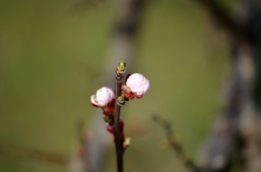 güzel kayısı ağacı üzerinde mavi gökyüzü çiçek açmış.