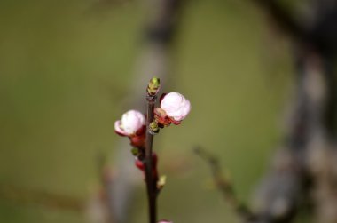 güzel kayısı ağacı üzerinde mavi gökyüzü çiçek açmış.